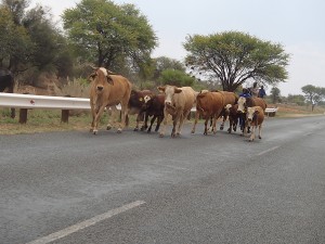 Cows by the road, Namibia