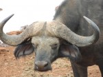 Like his horns, Kenya.