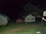 If you can see it this is a Hippo grazing,  not marauding, amongst the tents and bandas at Red Chilli rest camp.Uganda