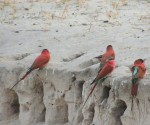 Red carmine bee eaters, Namibia