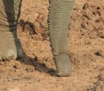This elephant has injured his trunk, Kenya
