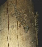 Thought I had a picture of one gecko in the dark but there are two! Malawi.