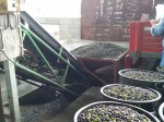 Olives about to be pressed