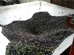 Olives in the press