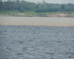 This where the Rio Negro( black water), joins the Rio Solimoes ( Amazon)