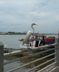 Very tame Egrets after the fish,Macae