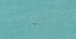 Taken on full zoom from a cliff top. Thought it was a seal but if you enlarge the photo I am told it's a giant jelly fish like a man o war. At Cape Reinga