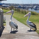 Pelicans hoping for fish in Albany.